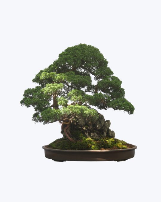 Boxwood Bonsai